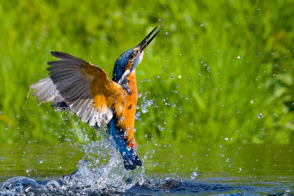 Zingfisher Alcedo Atthis Coming Out Water — стоковое фото