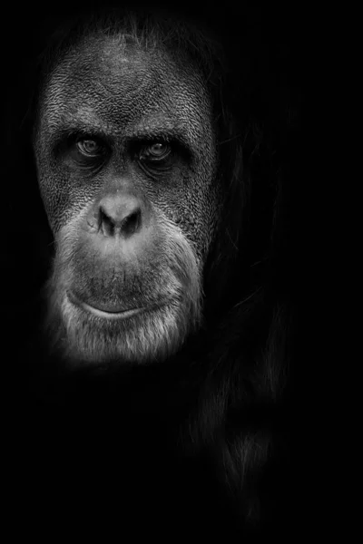 Retrato Orangután Blanco Negro — Foto de Stock