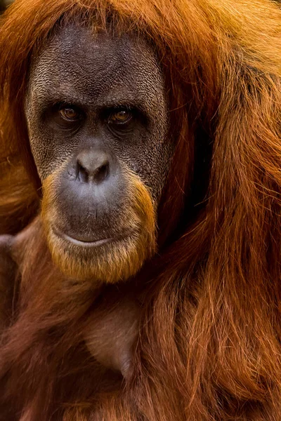 Orangutan Portresi Kameraya Bakıyor — Stok fotoğraf