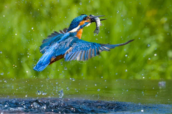 Kingfisher Alcedo Atthis Fish Royalty Free Stock Images