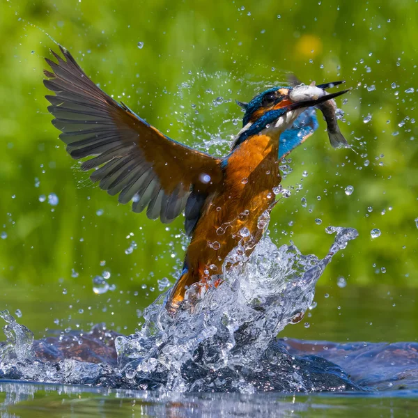 Kingfisher Alcedo Atthis Com Peixe Fotografia De Stock