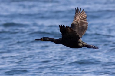 Shag (Gulosus aristotelis) uçuşta