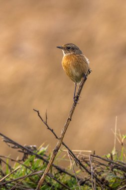 Taşkakan (Saxicola rubicola) bir dala tünemiştir