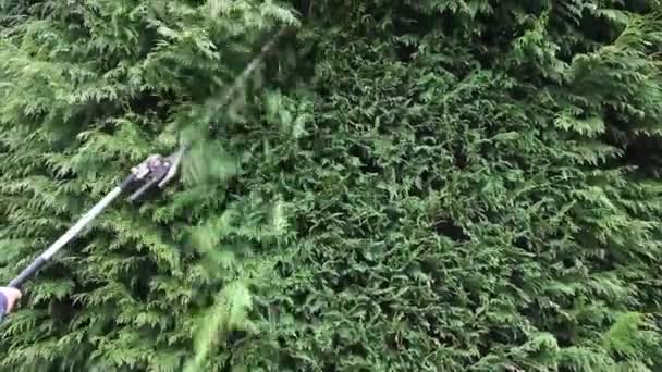Tukang Kebun Memotong Pagar Konifer Dengan Pemangkas Tanaman Besar — Stok Video