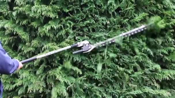 大きなヘッジトリマーでコンファーヘッジを切断する庭師 — ストック動画