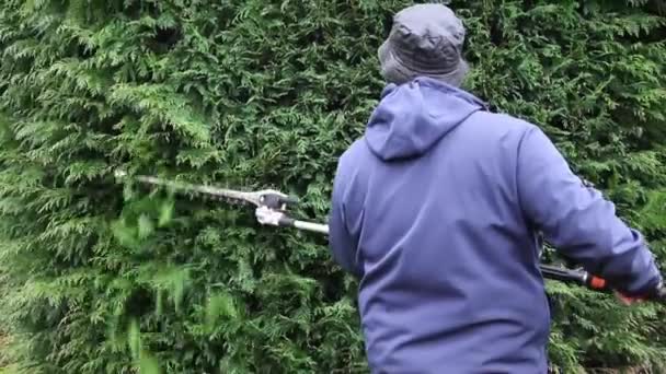 Zahradník Stříhá Jehličnatý Plot Velkým Nůžkovým Strojem — Stock video