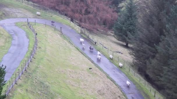 Troupeau Moutons Marchant Sur Une Route — Video