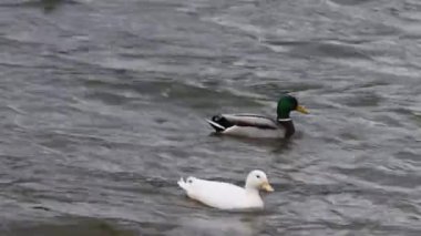 Beyaz Mallard (Anas platyrhynchos) gölde