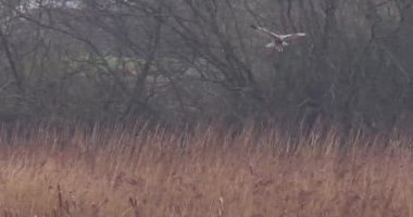 Uçuşta Marsh harrier (Circus aeruginosus), 4K Video. 