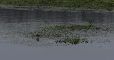 Pied wagtail (Motacilla alba) yiyecek arıyor 