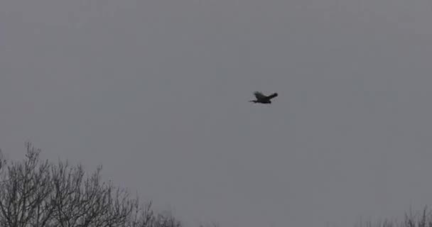 Marsh Harrier Circus Aeruginosus Dalam Penerbangan Video — Stok Video