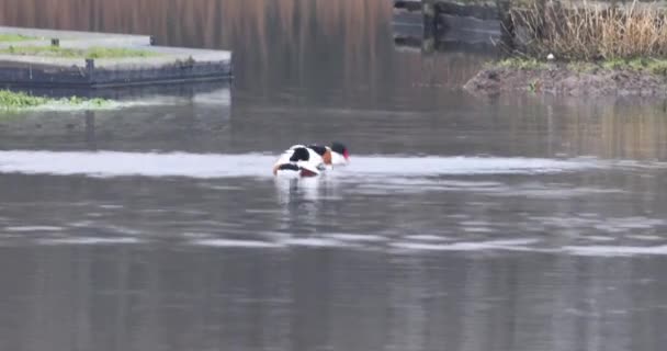 Ente Tadorna Tadorna Auf Einem See — Stockvideo