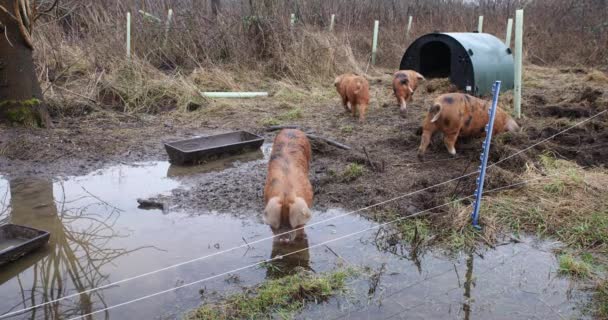 Cerdos Detrás Una Cerca Eléctrica Con Orzuelo Video — Vídeo de stock