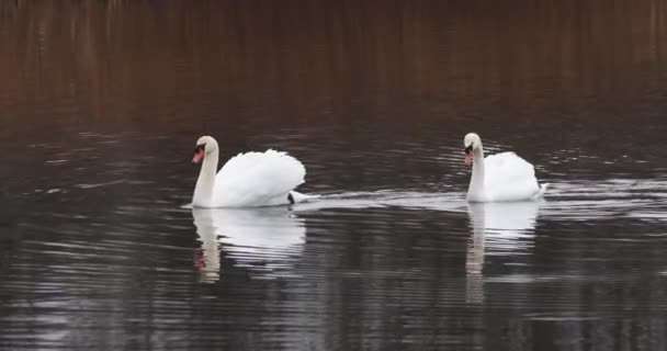 湖上的白天鹅 天鹅绒色 4K视频 — 图库视频影像