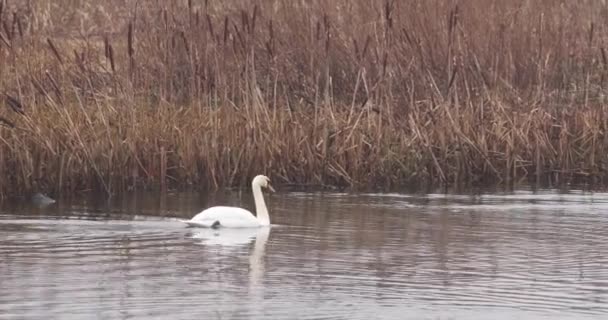 湖上的白天鹅 天鹅绒色 4K视频 — 图库视频影像