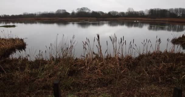 Tophill Low Nature Reserve East Yorkshire Tophill Low Nature Reserve — Stockvideo