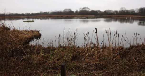 Tophill Low Nature Reserve East Yorkshire Tophill Low Nature Reserve — Stock Video