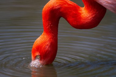 Flamingolar veya flamingolar Phoenicopteridae familyasından Phoenicopteriformes familyasından bir kuş türü. Amerika 'nın her yerine dağılmış dört flamingo türü var..