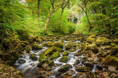 Ormanda akan bir dere, ağaçlarda yapraklar ve kayalarda yosunlar..