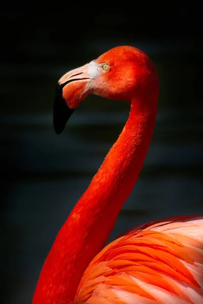 Flamingos or flamingoes are a type of wading bird in the family Phoenicopteridae, which is the only extant family in the order Phoenicopteriformes. There are four flamingo species distributed throughout the Americas.