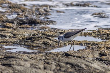 Sanderling (Calidris alba) yiyecek arıyor