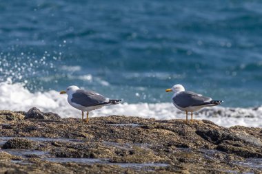 Kayaların üzerinde duran martı (Larus argentatus)