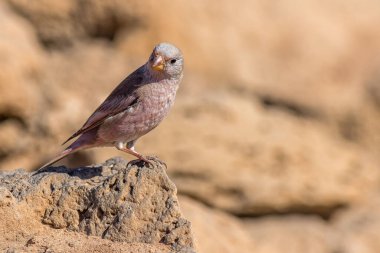 Trompet ispinozu (Bucanetes githagineus) bir kayanın üzerine tünedi.