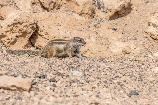 stock image Barbary ground squirrel (Atlantoxerus getulus) in fuerteventura, Spain