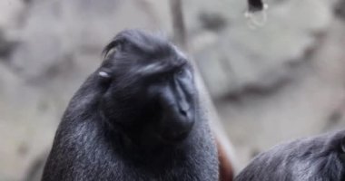 Sulawesi tepeli makağı (Macaca nigra) Yakın plan 4K Video