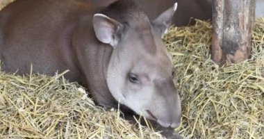 Lowland Tapir (Tapirus terrestris) 4K Video Dinleniyor