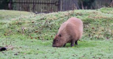 Capybara (Hydrochoerus hydrochaeris) çimen 4K Video ile besleniyor