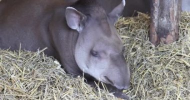 Lowland Tapir (Tapirus terrestris) 4K Video Dinleniyor