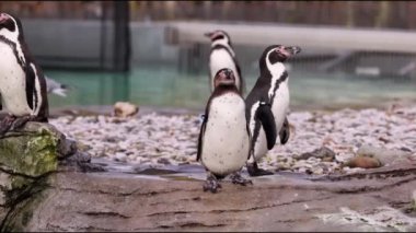 Humboldt Pengueni (Spheniscus humboldti) 4K Video