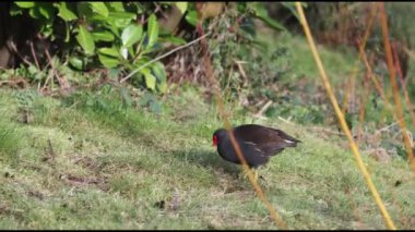 Moorhen (Gallinula kloropus) 4K Video
