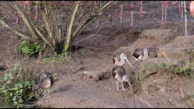 Kızıl aynak (Eudocimus ruber) 4K Video