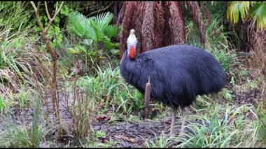 Güney cassowary (Casuarius casuarius) 4K Video