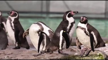 Humboldt Pengueni (Spheniscus humboldti) 4K Video