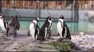Humboldt Pengueni (Spheniscus humboldti) 4K Video
