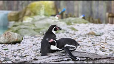 Humboldt Pengueni (Spheniscus humboldti) 4K Video