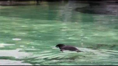Humboldt Pengueni (Spheniscus humboldti) 4K Video