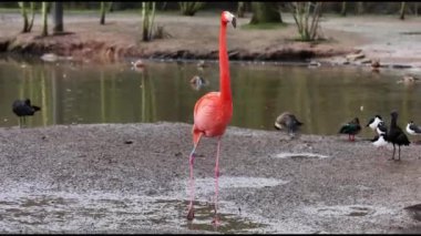 Karayip flamingosu (Phoenicopterus ruber) 4K Video