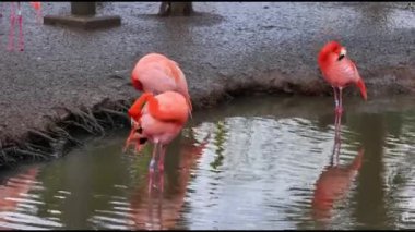 Karayip flamingosu (Phoenicopterus ruber) 4K Video