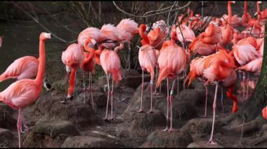 Karayip flamingosu (Phoenicopterus ruber) 4K Video