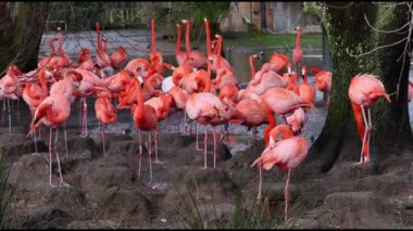 Karayip flamingosu (Phoenicopterus ruber) 4K Video