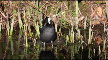 Gölde Coot (Fulica atra), 4K Video.