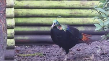 Himalaya monalı (Lophophorus impejanus) 4K Video