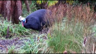 Güney cassowary (Casuarius casuarius) 4K Video