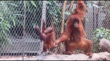 Sumatran orangutanı (Pongo abelii) 4K Video