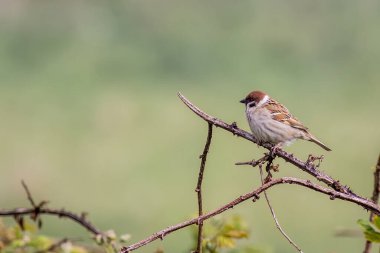 Ağaç Serçesi (Passer montanus) bir dal üzerinde tünemiş