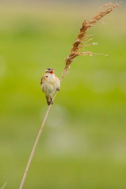 Sedge warbler (Acrocephalus schoenobaenus) singing with a green background clipart